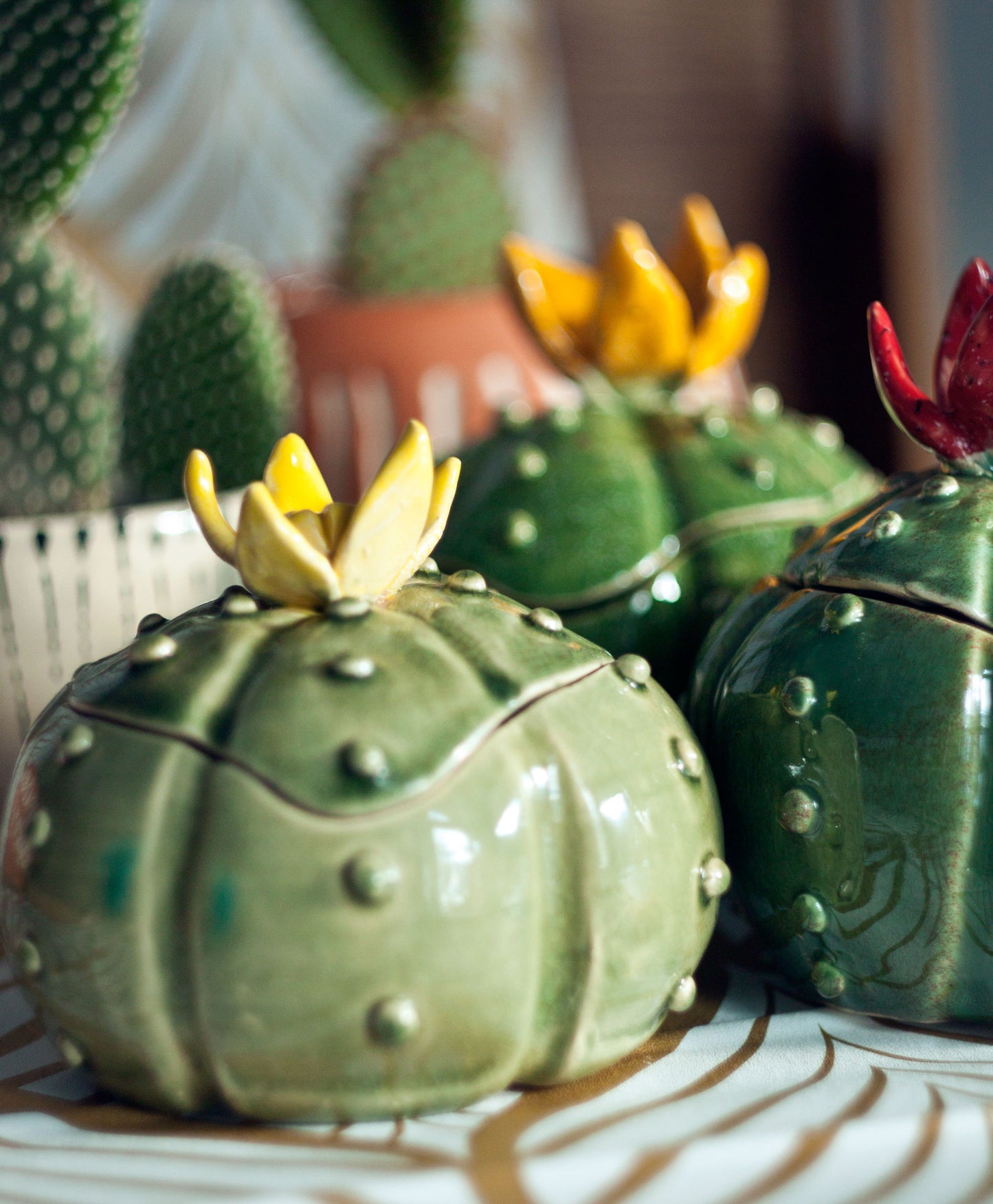 Bolcactus